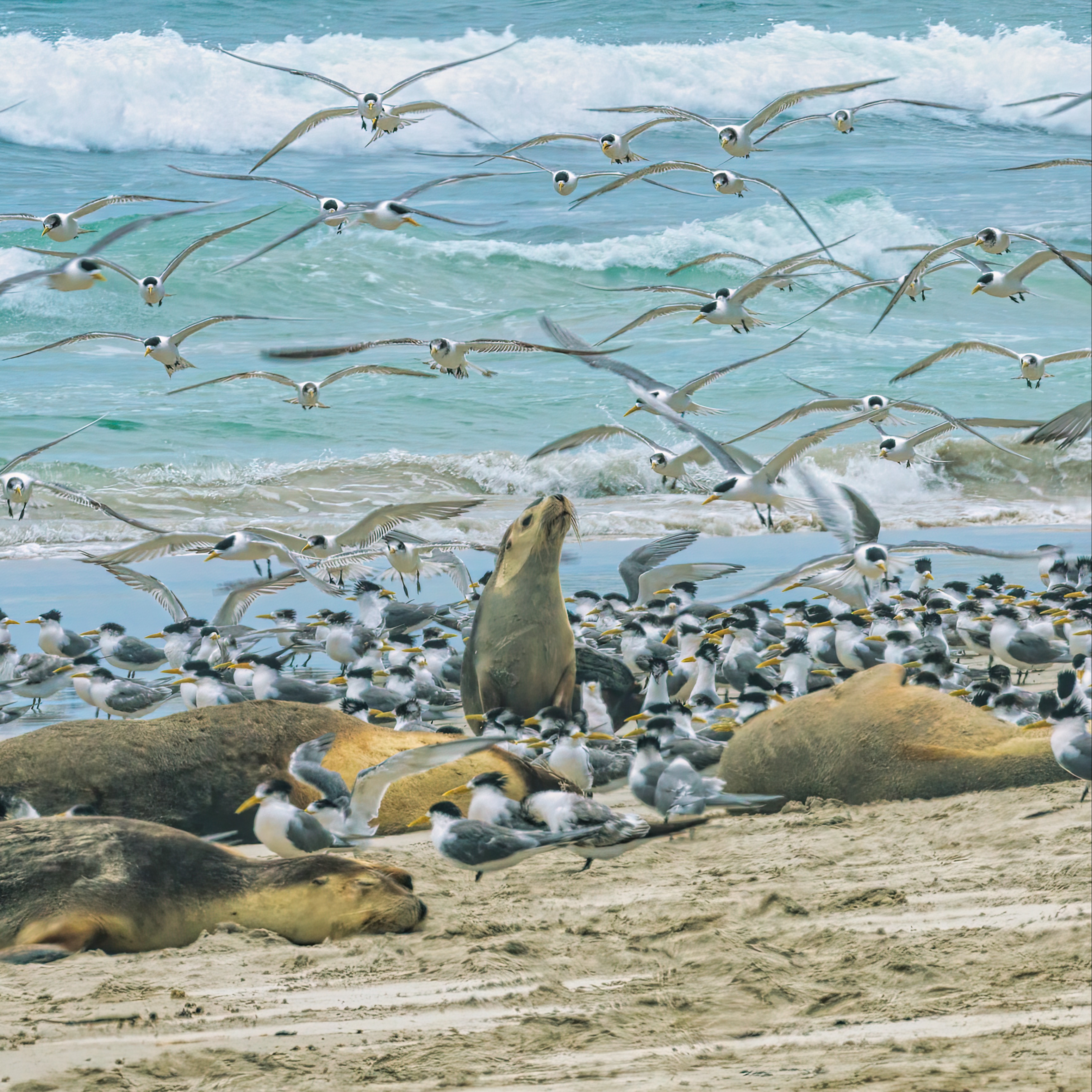 Sea Lion in a Sea of Terns 144